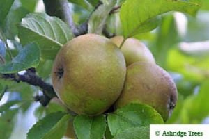 Egremont Russet Bush