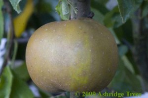 Egremont Russet Fruit